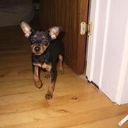 Dvaergpinscher chili