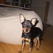 Dvaergpinscher chili