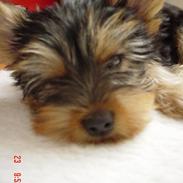 Yorkshire terrier KENZO