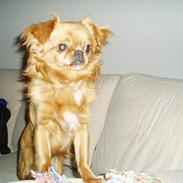 Blanding af racer Baily