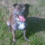 Staffordshire bull terrier Harley