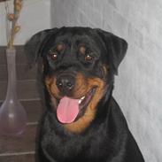 Rottweiler R.I.P Jessie pigen <3