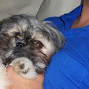 Blanding af racer Bella