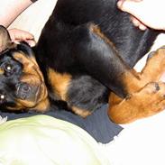 Rottweiler dikadiabolo´s vaki