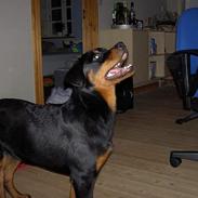 Rottweiler dikadiabolo´s vaki