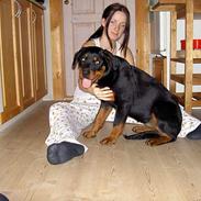 Rottweiler dikadiabolo´s vaki