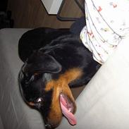 Rottweiler dikadiabolo´s vaki