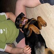 Rottweiler dikadiabolo´s vaki