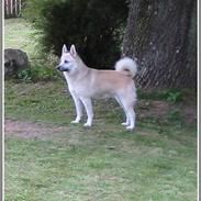 Norsk buhund Birka