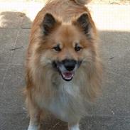 Islandsk fårehund Balder *R.I.P*