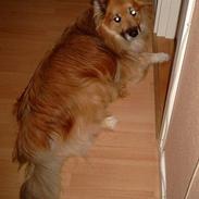 Islandsk fårehund Balder *R.I.P*