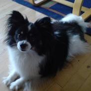 Papillon Elvis