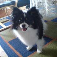 Papillon Elvis