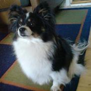 Papillon Elvis