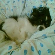 Papillon Elvis
