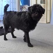 Blanding af racer Bambi