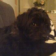 Blanding af racer Bambi