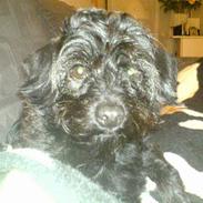 Blanding af racer Bambi