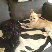 Blanding af racer Bambi