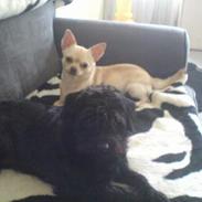 Blanding af racer Bambi