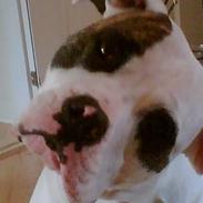 Amerikansk bulldog nixe