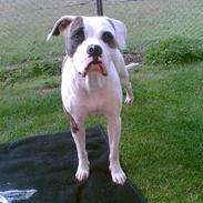 Amerikansk bulldog nixe