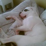 Amerikansk bulldog nixe