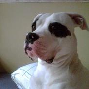 Amerikansk bulldog nixe