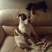 Amerikansk bulldog nixe