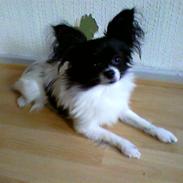 Papillon Mille