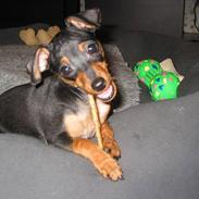 Prazsky krysarik Chili