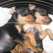 Prazsky krysarik Chili