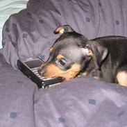 Prazsky krysarik Chili