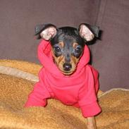 Prazsky krysarik Chili