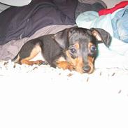 Prazsky krysarik Chili