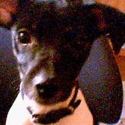 Dansk svensk gaardhund GUCCI