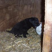 Labrador retriever Nanna