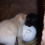 Labrador retriever Nanna