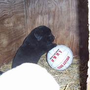 Labrador retriever Nanna