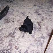 Labrador retriever Nanna