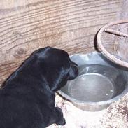 Labrador retriever Nanna