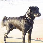 Blanding af racer Kato R.I.P