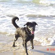 Blanding af racer Kato R.I.P