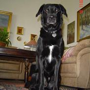 Blanding af racer Kato R.I.P