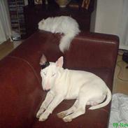 Bullterrier Bill