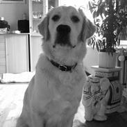 Blanding af racer Simba