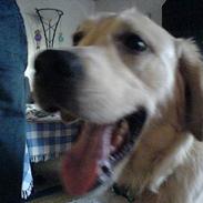 Blanding af racer Simba