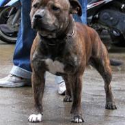 Staffordshire bull terrier Jeanty's Staff Biggie