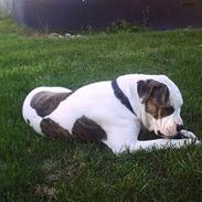 Amerikansk bulldog Simba