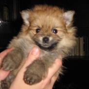 Pomeranian frøken my